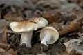 Hygrophorus lindtneri